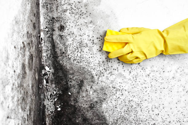 Best Residential Mold Removal  in USA